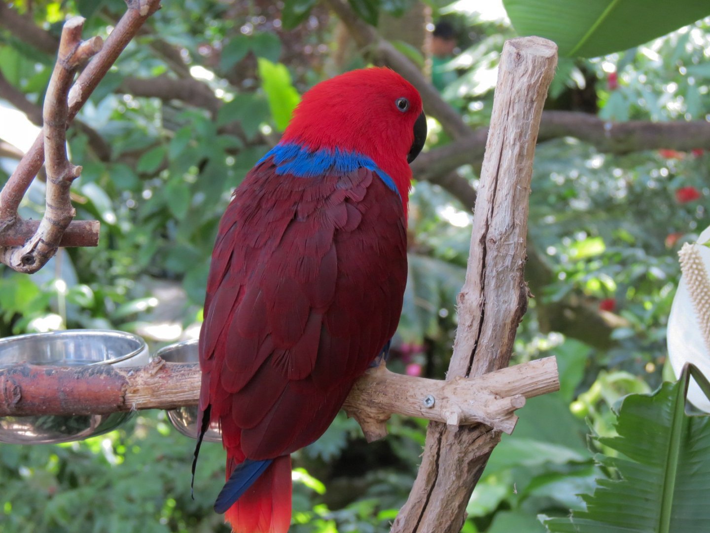 Eclectus Parrot