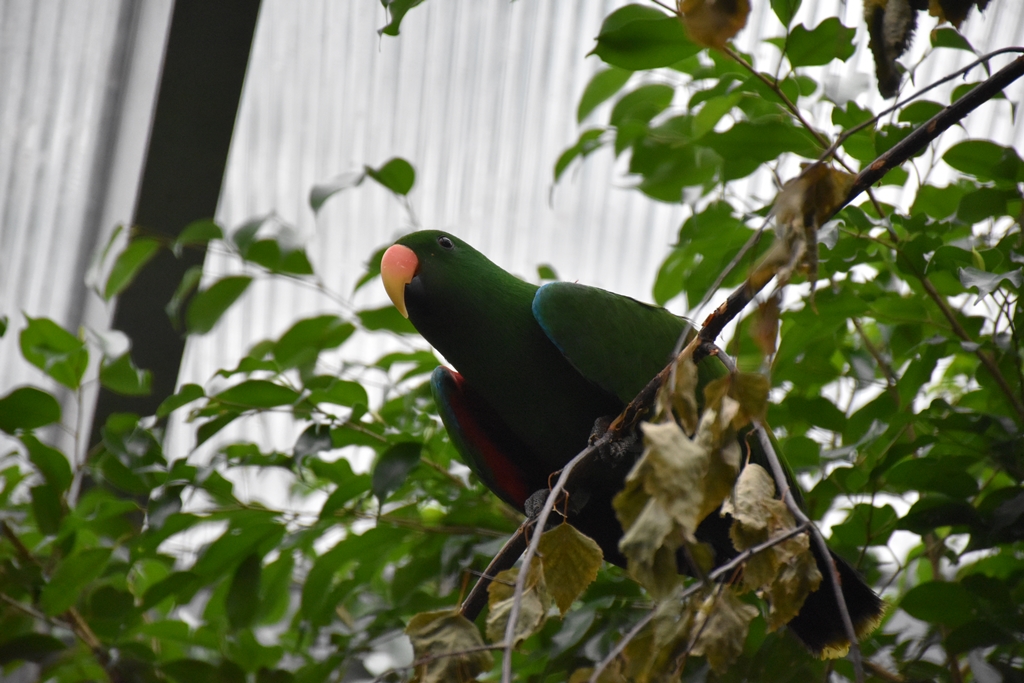 Eclectus parrot