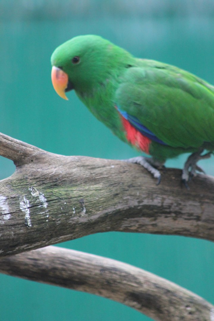 Eclectus parrot