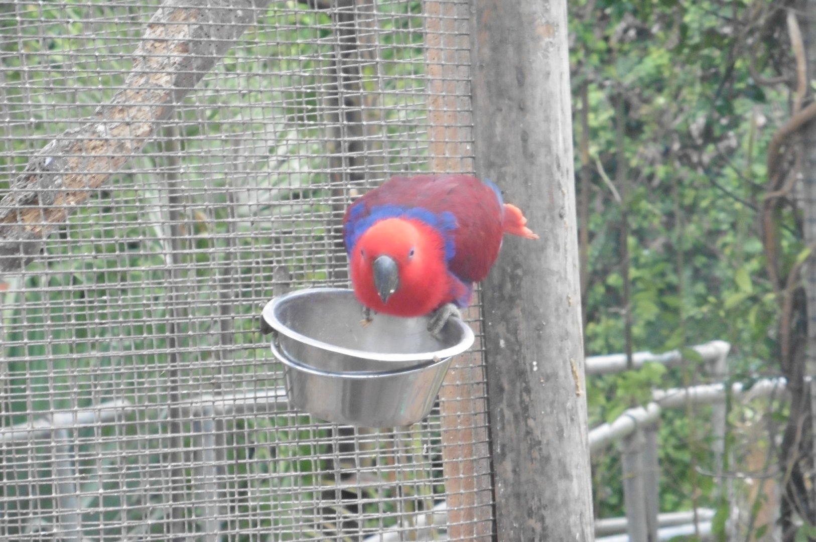 Eclectus Parrot