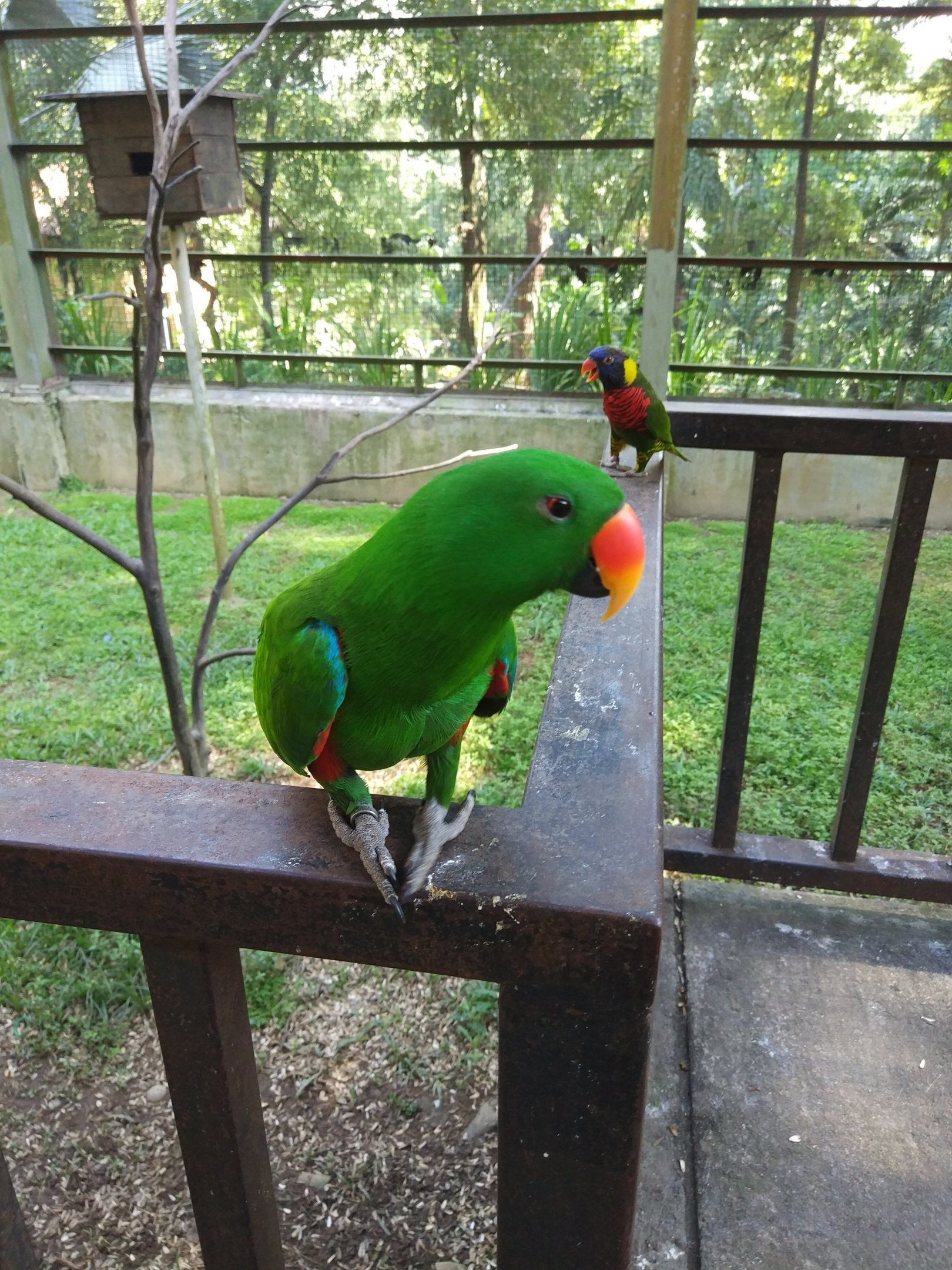 Eclectus parrot