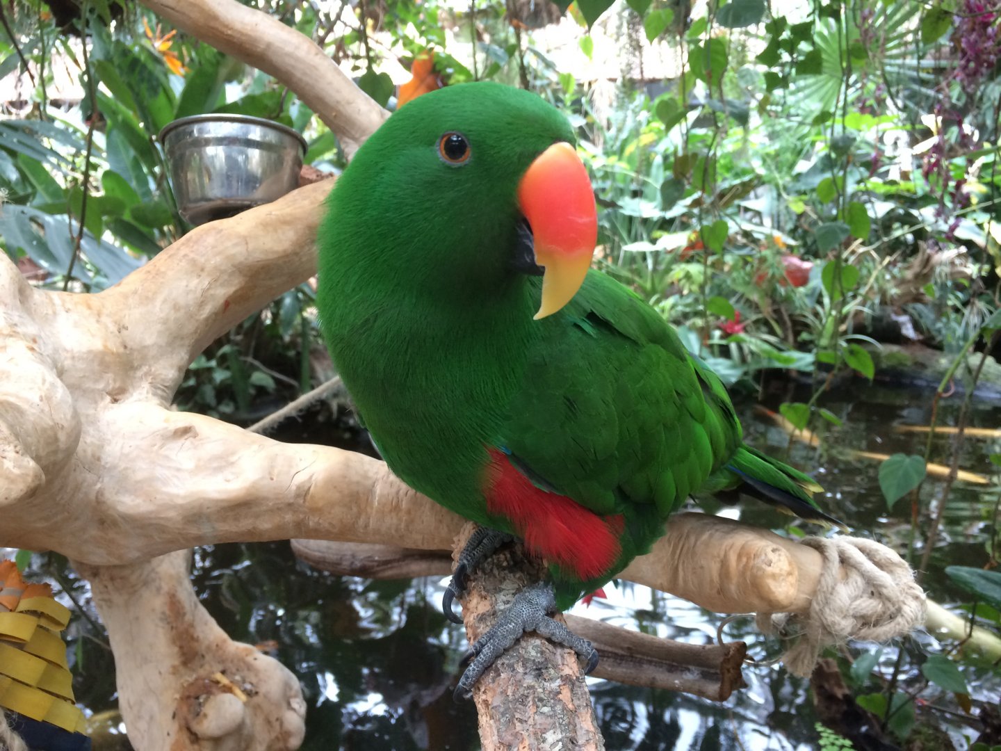Eclectus Parrot