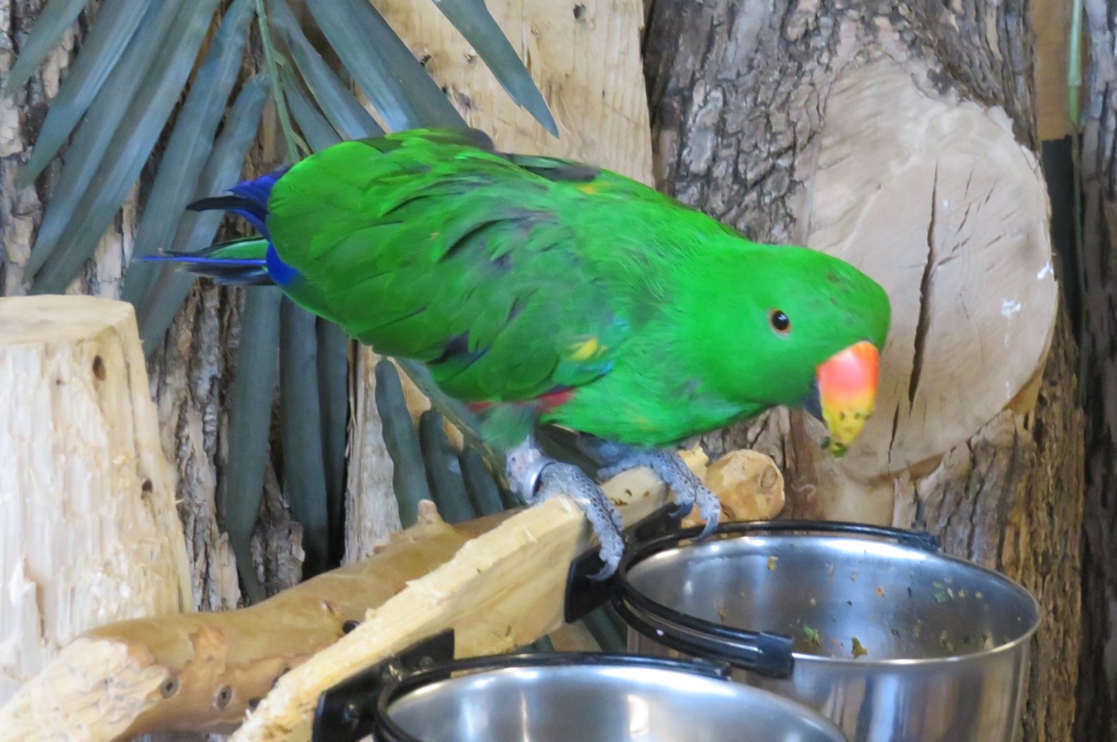 Eclectus parrot