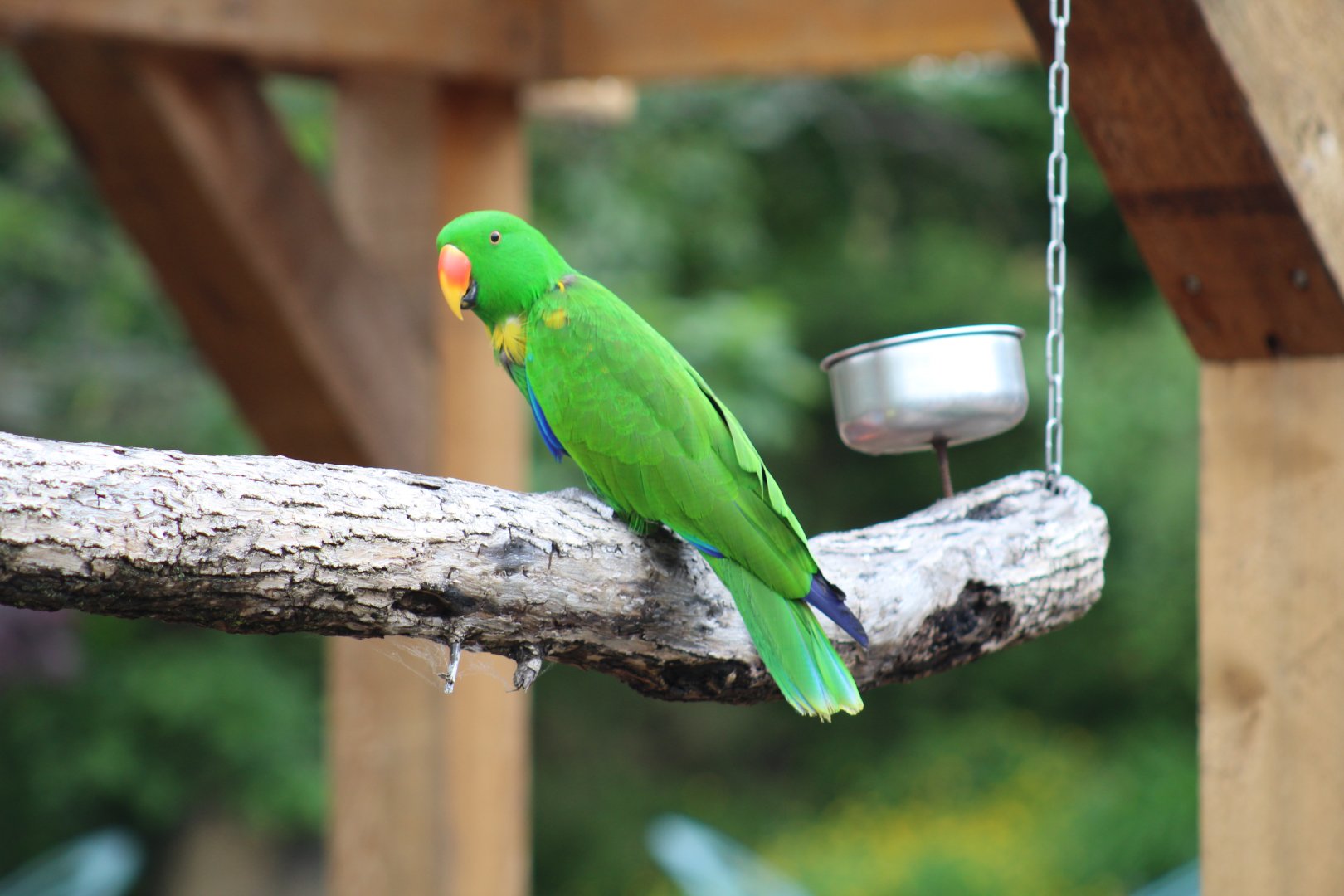 Eclectus Parrot