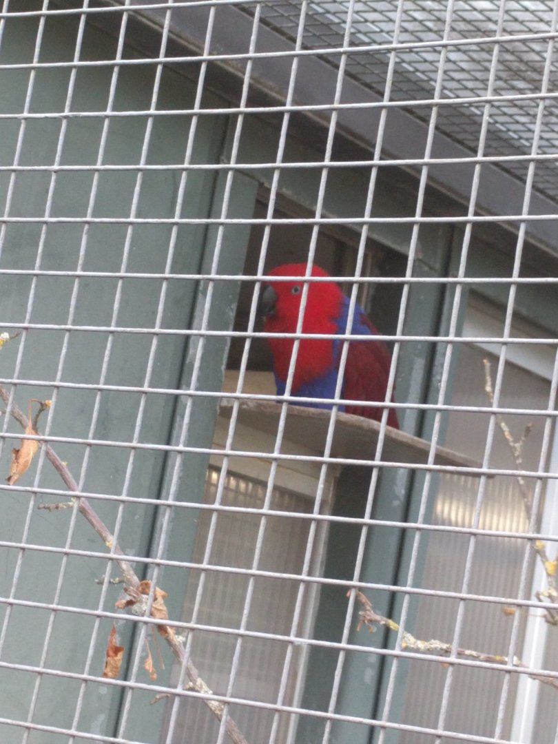 Eclectus Parrot