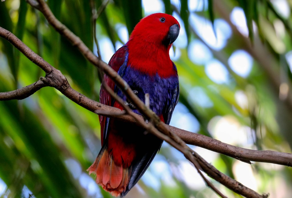 Eclectus Parrot