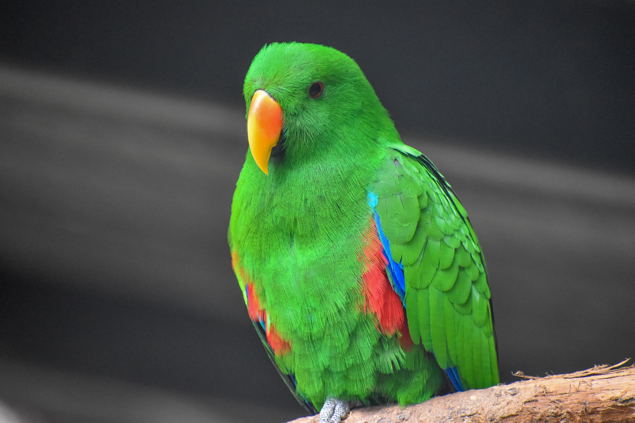 Eclectus Parrot