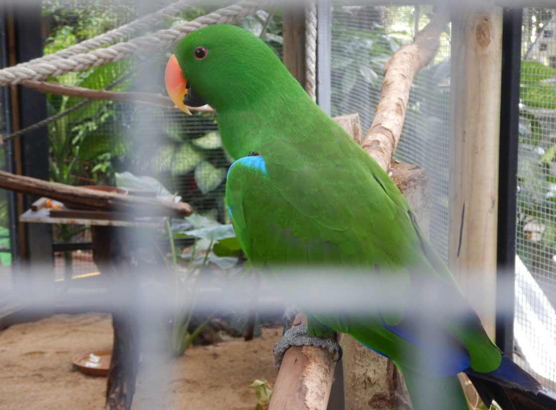 Eclectus Parrot