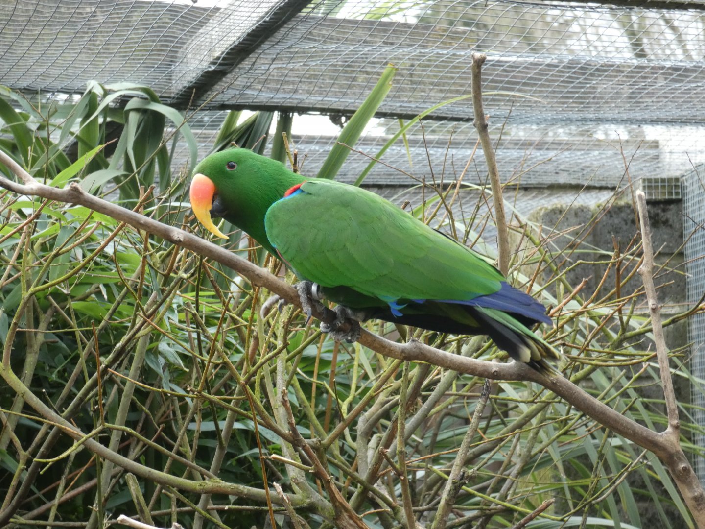 Eclectus parrot