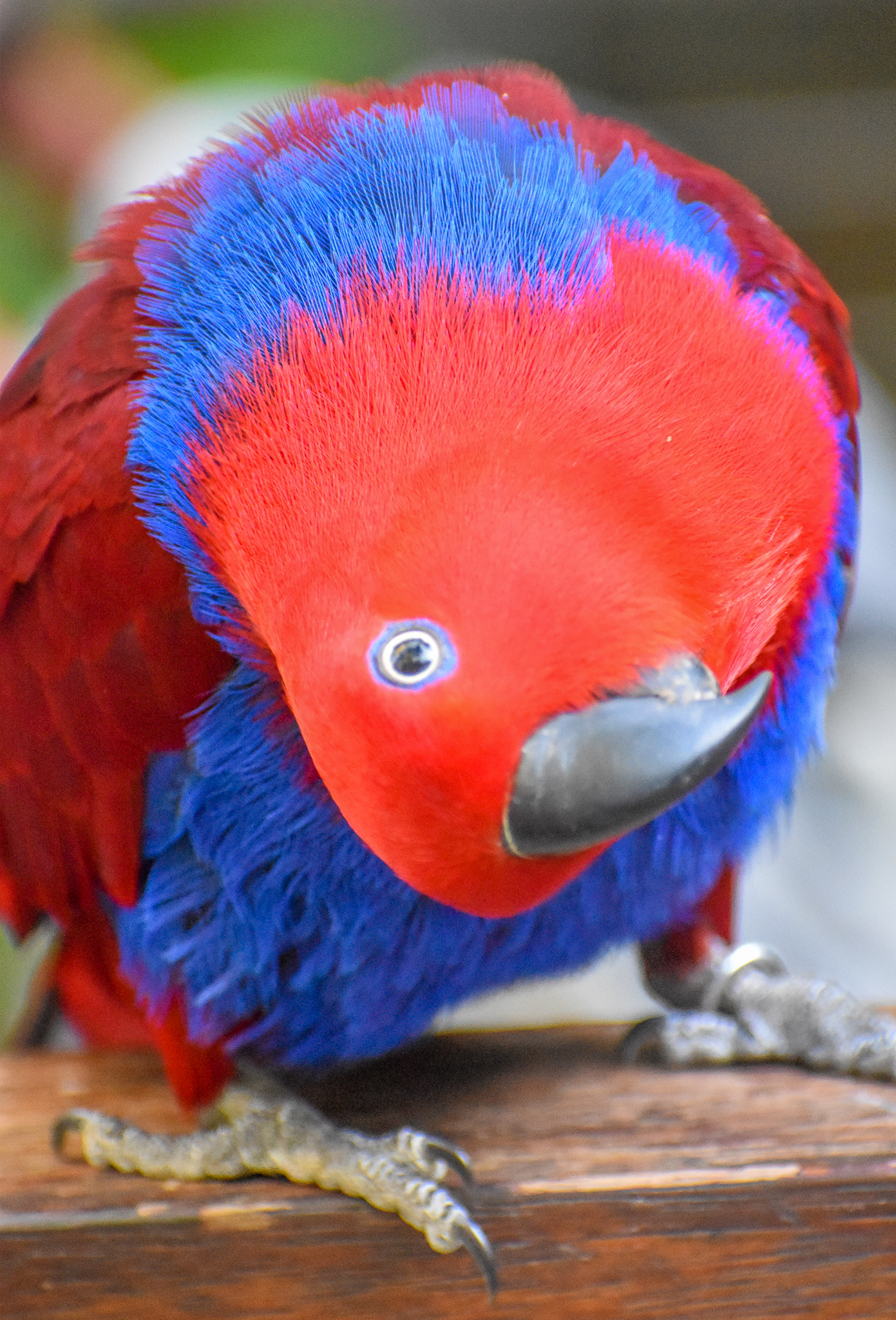 Eclectus Parrot