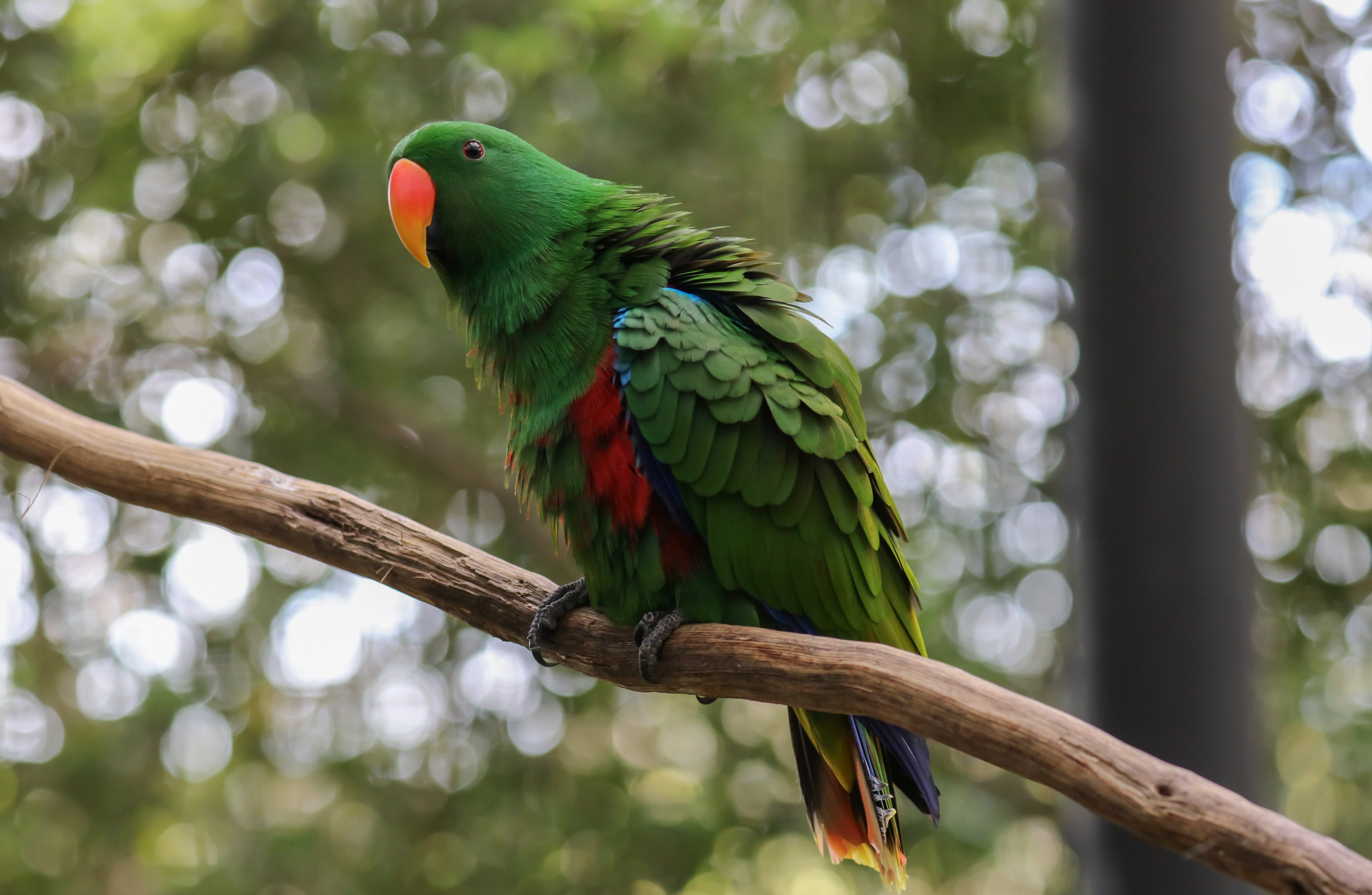 Eclectus Parrot