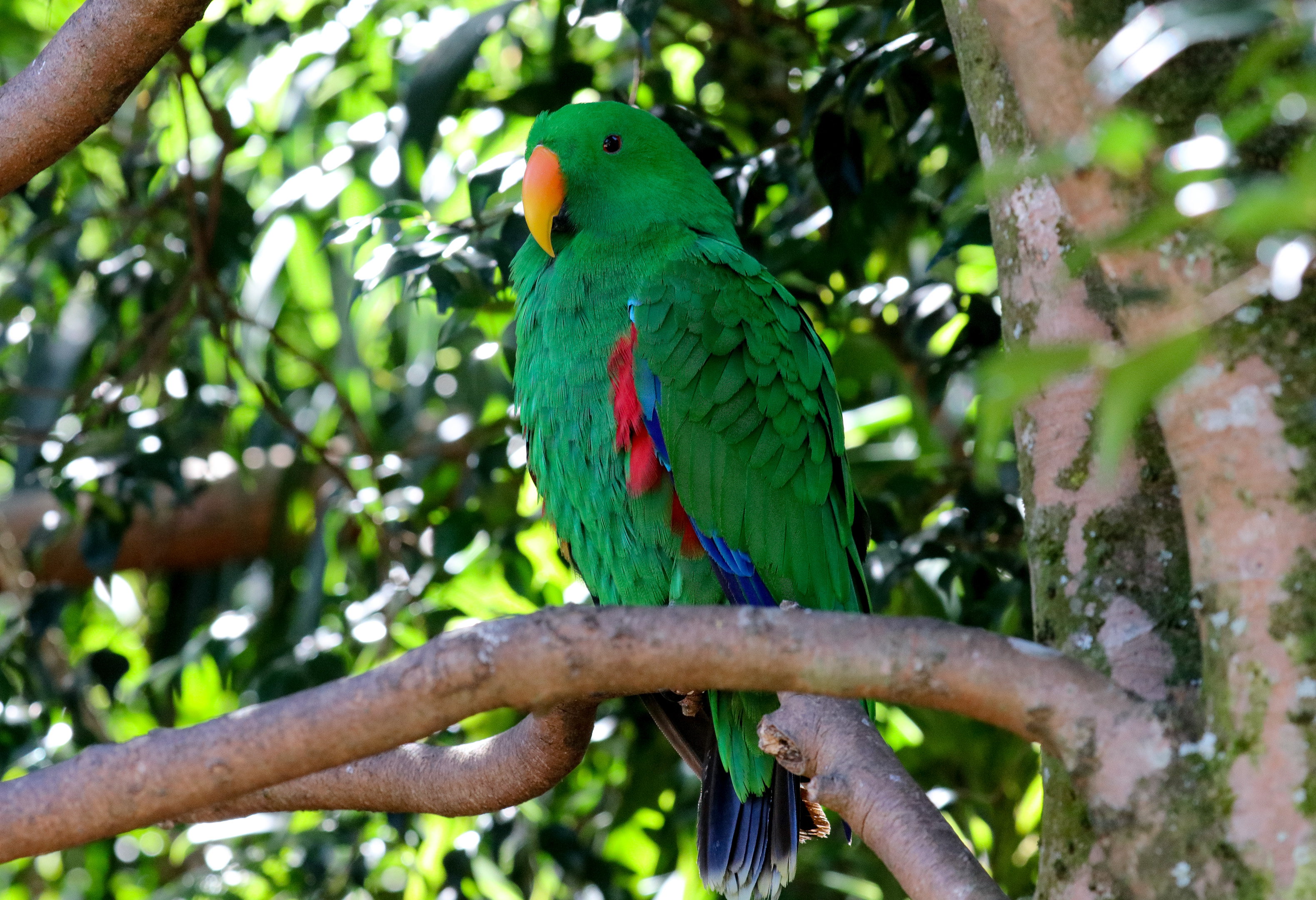 Eclectus Parrot