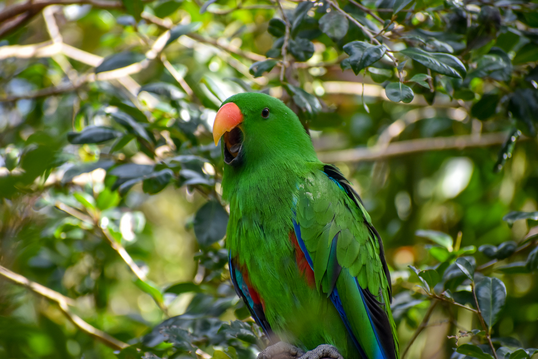 Eclectus Parrot