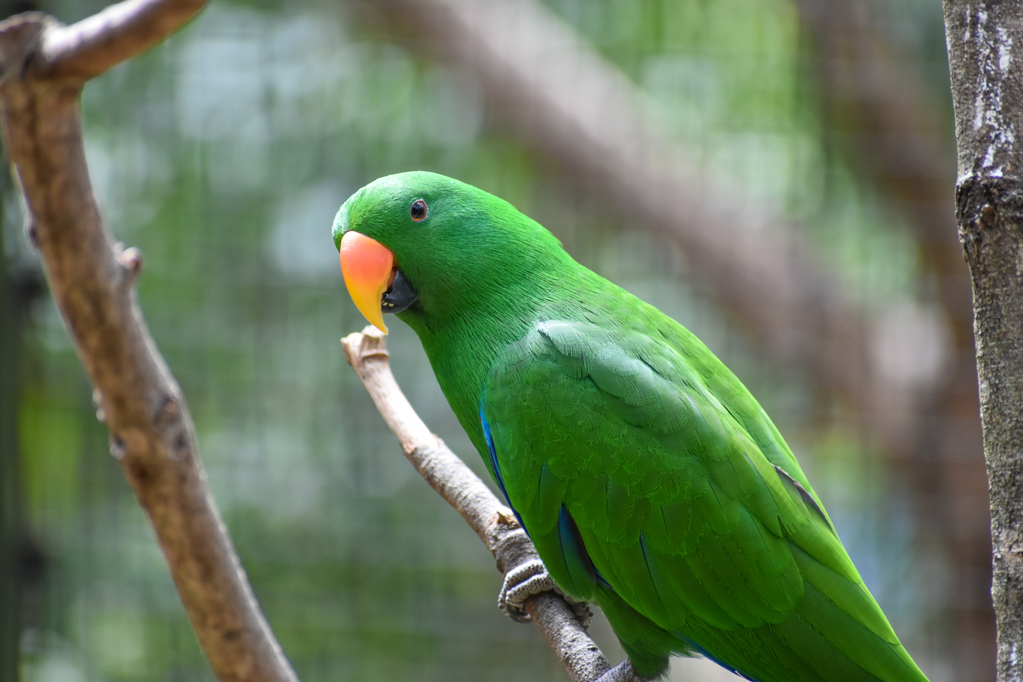 Eclectus Parrot