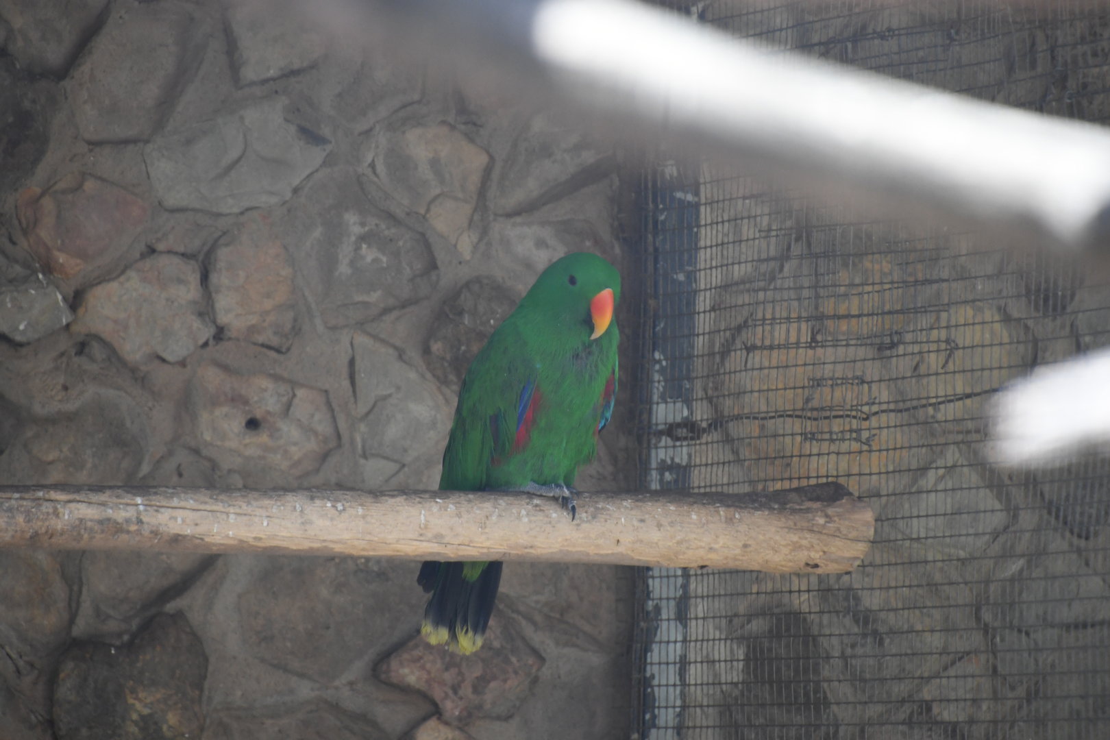 Eclectus Parrot