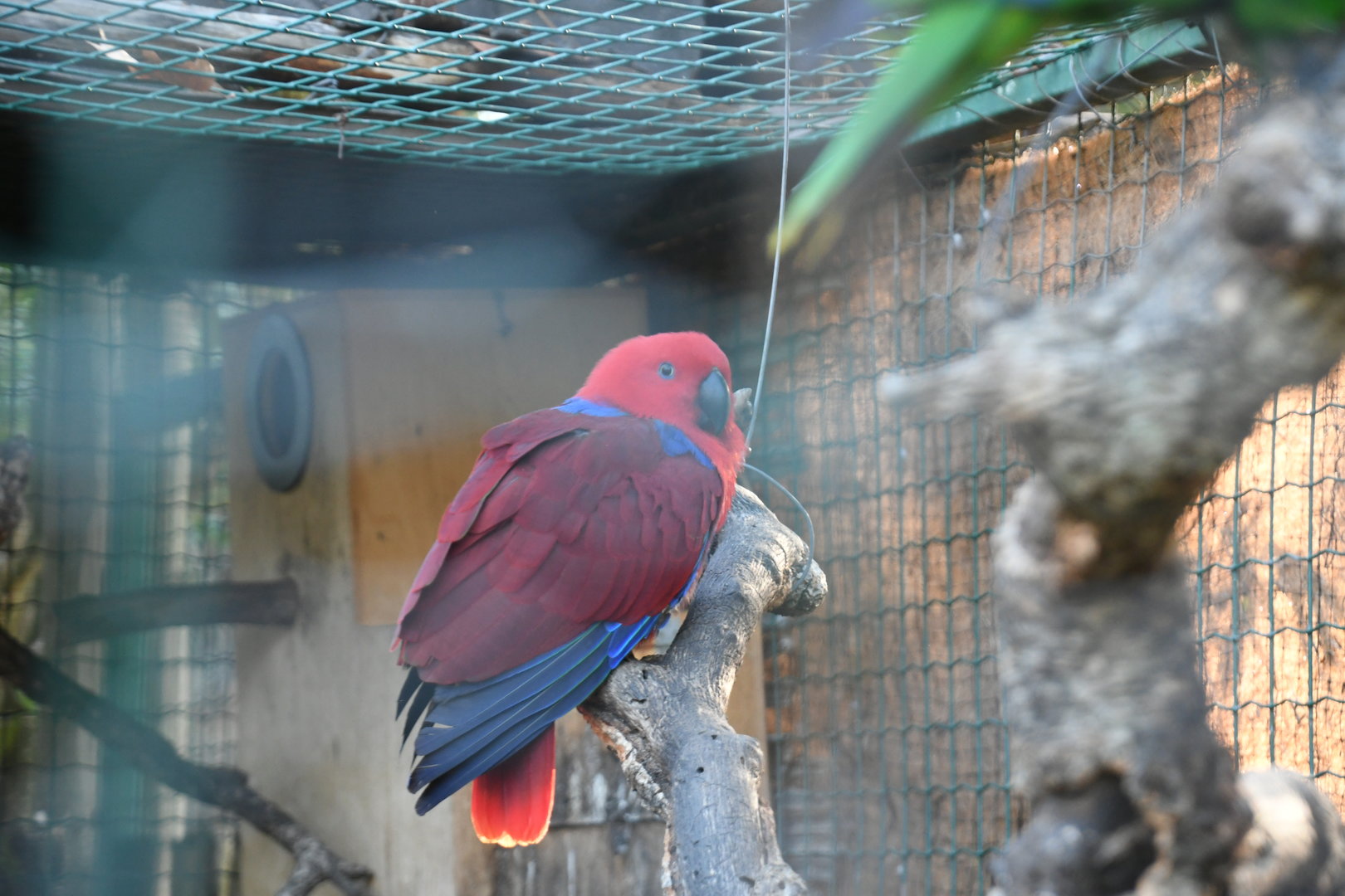 Eclectus Parrot