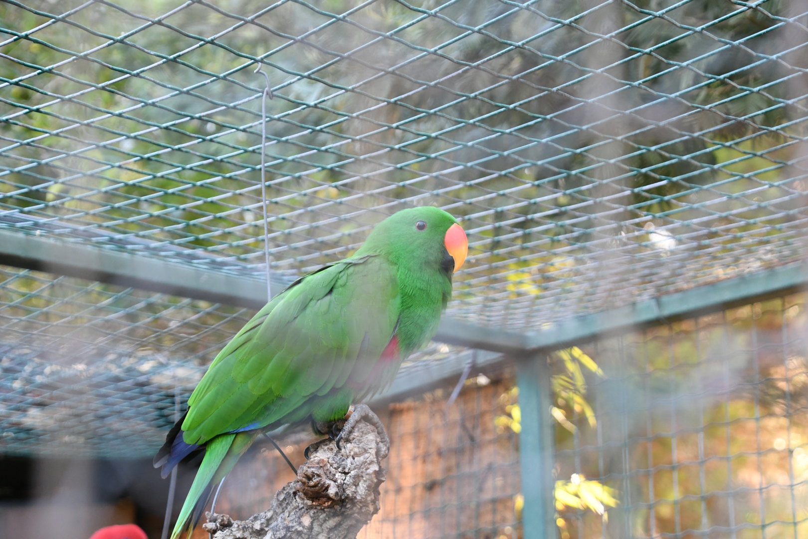 Eclectus Parrot