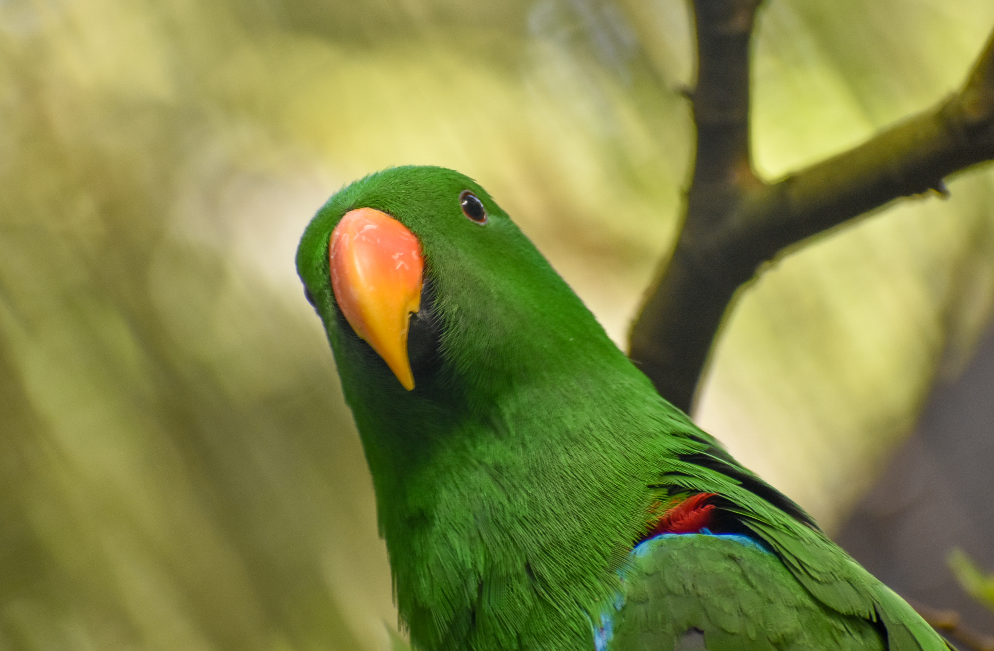 Eclectus Parrot