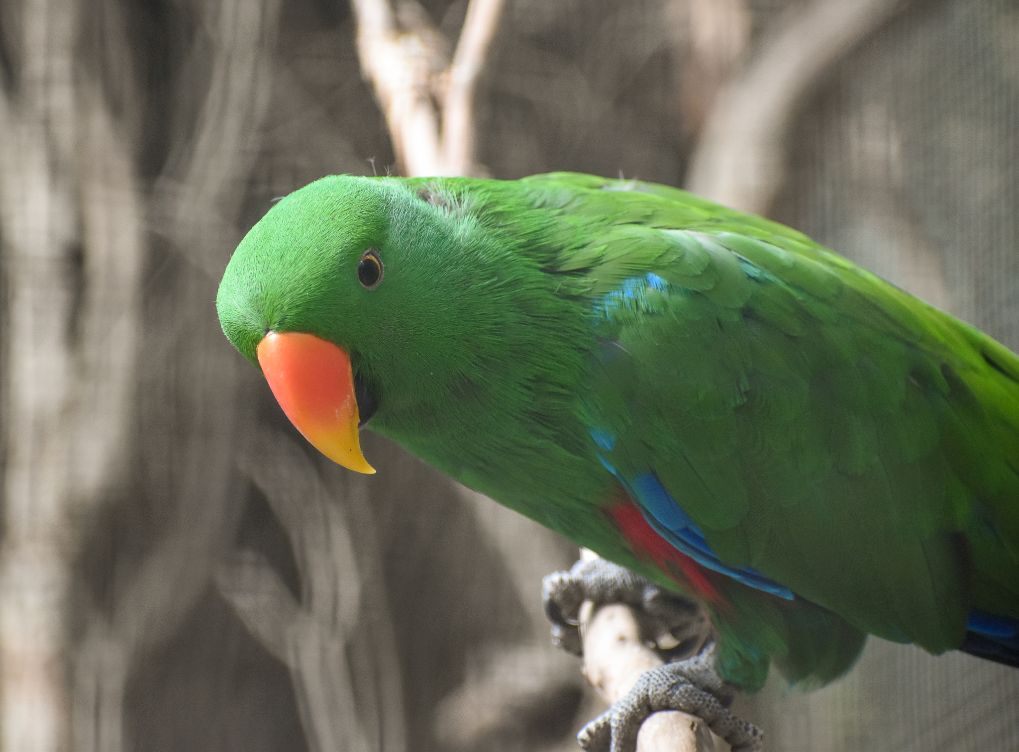 Eclectus Parrot