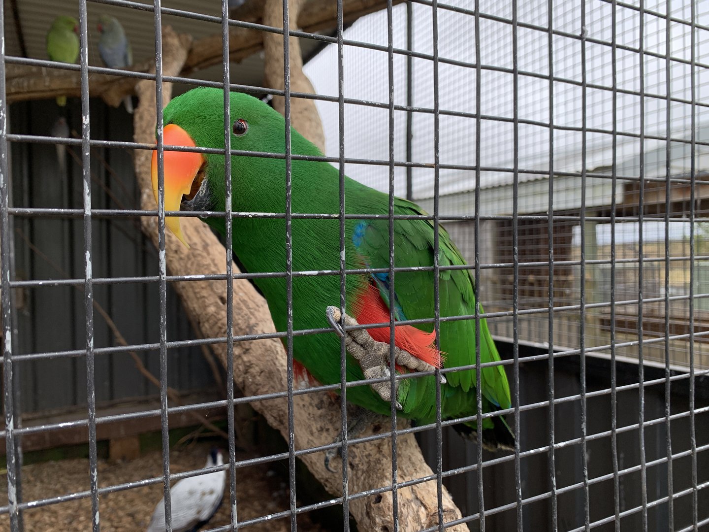 Eclectus Parrot