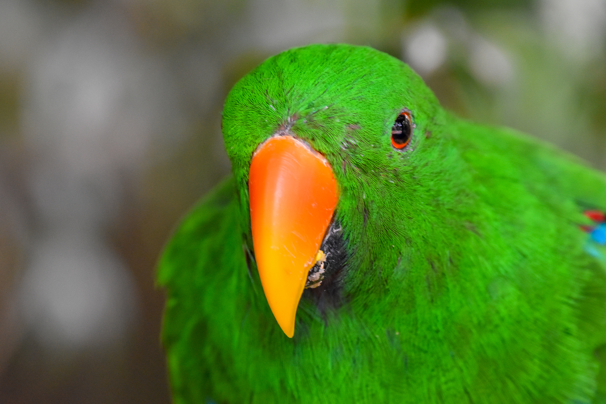 Eclectus Parrot