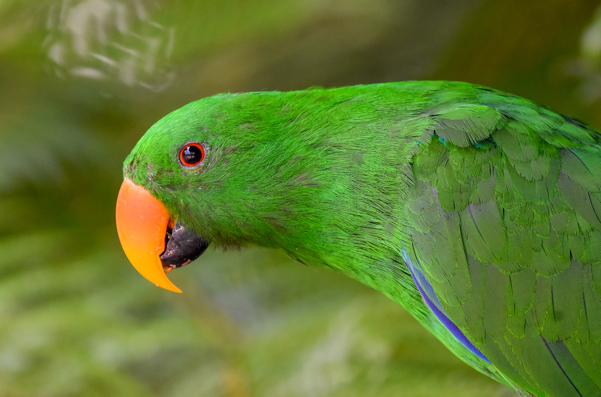 Eclectus Parrot