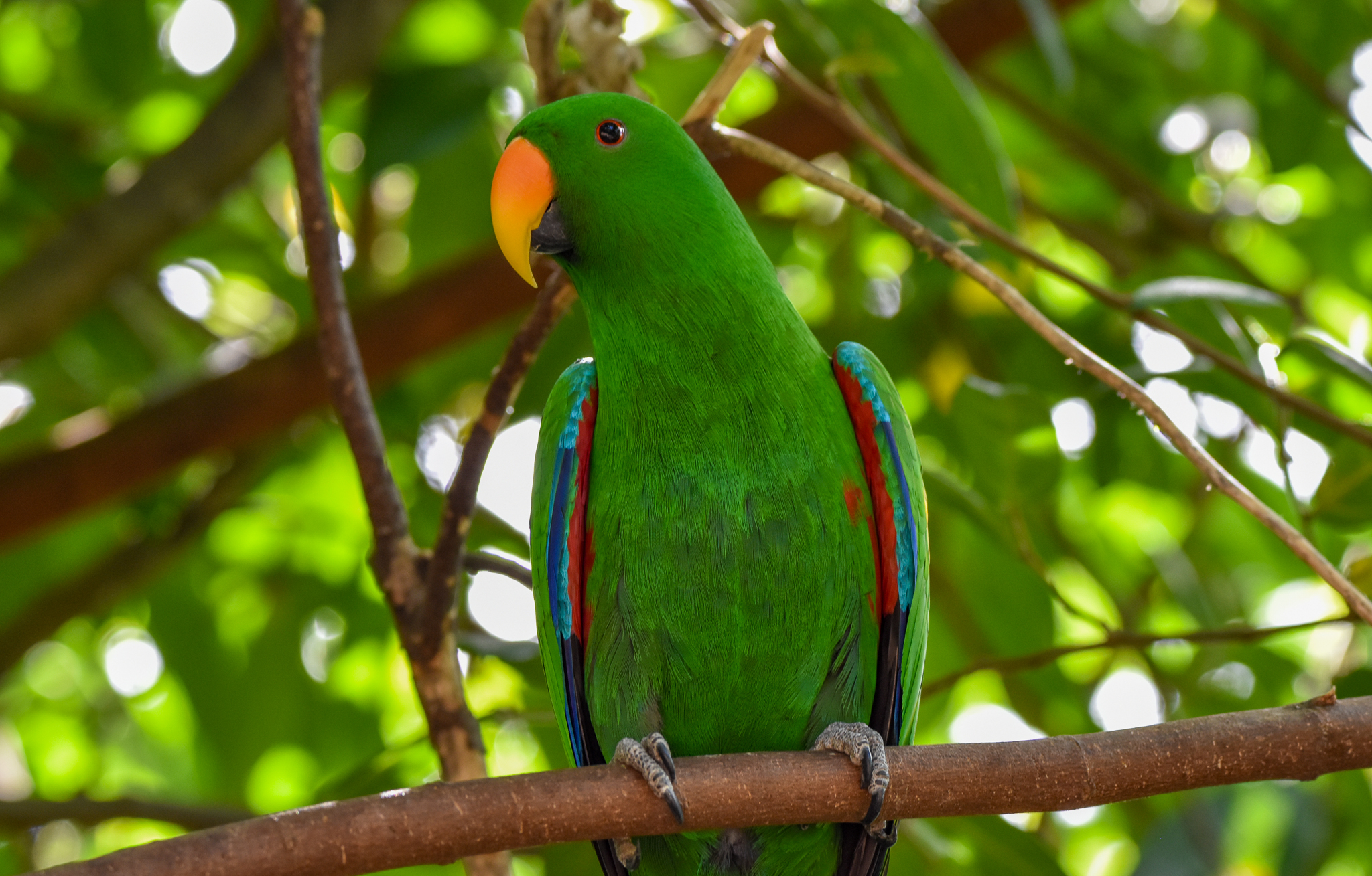 Eclectus Parrot