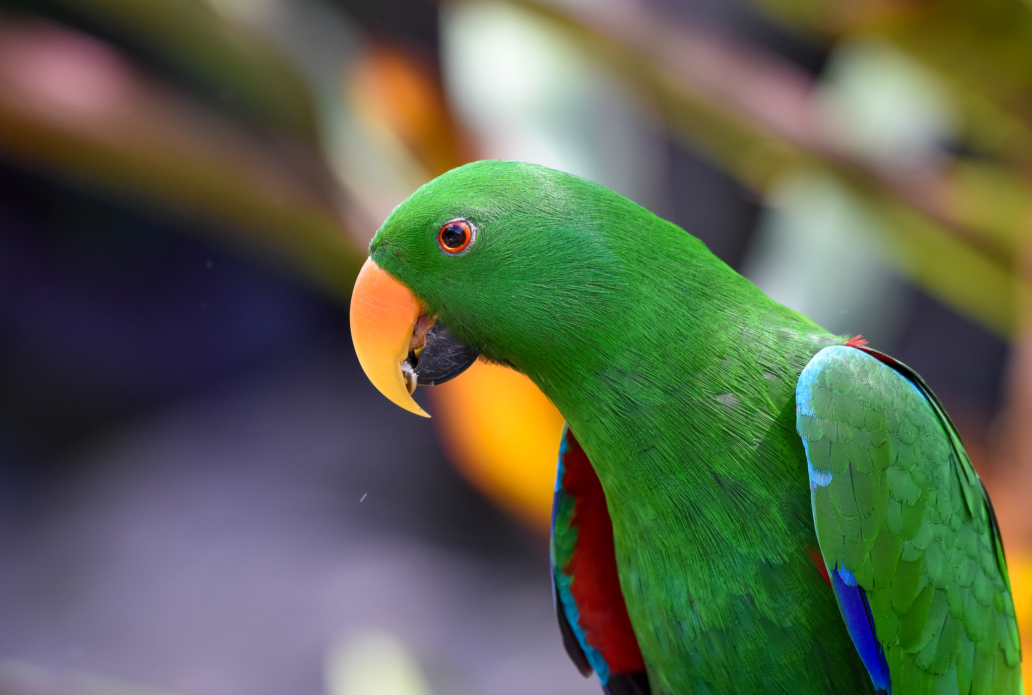 Eclectus Parrot
