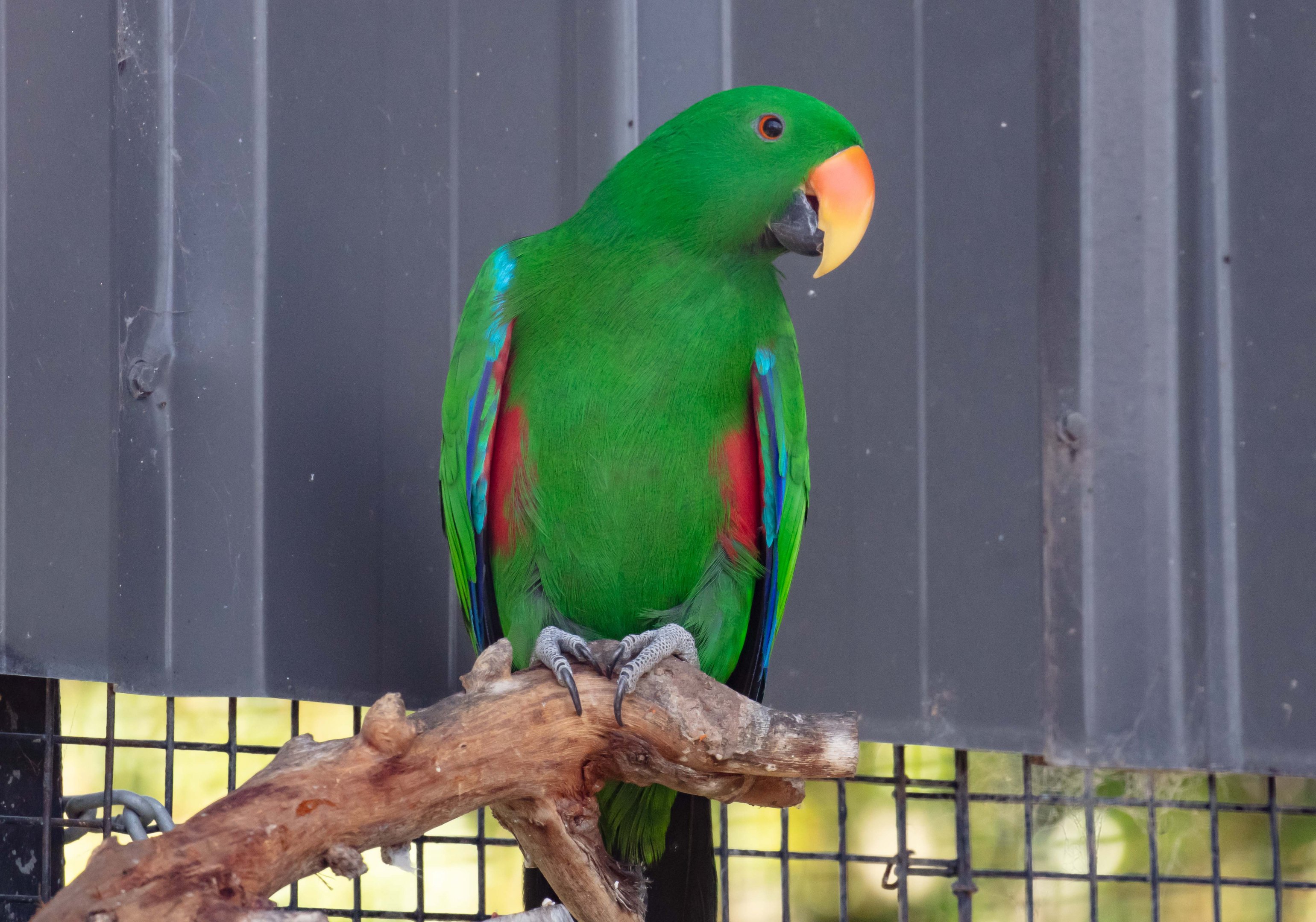 Eclectus Parrot