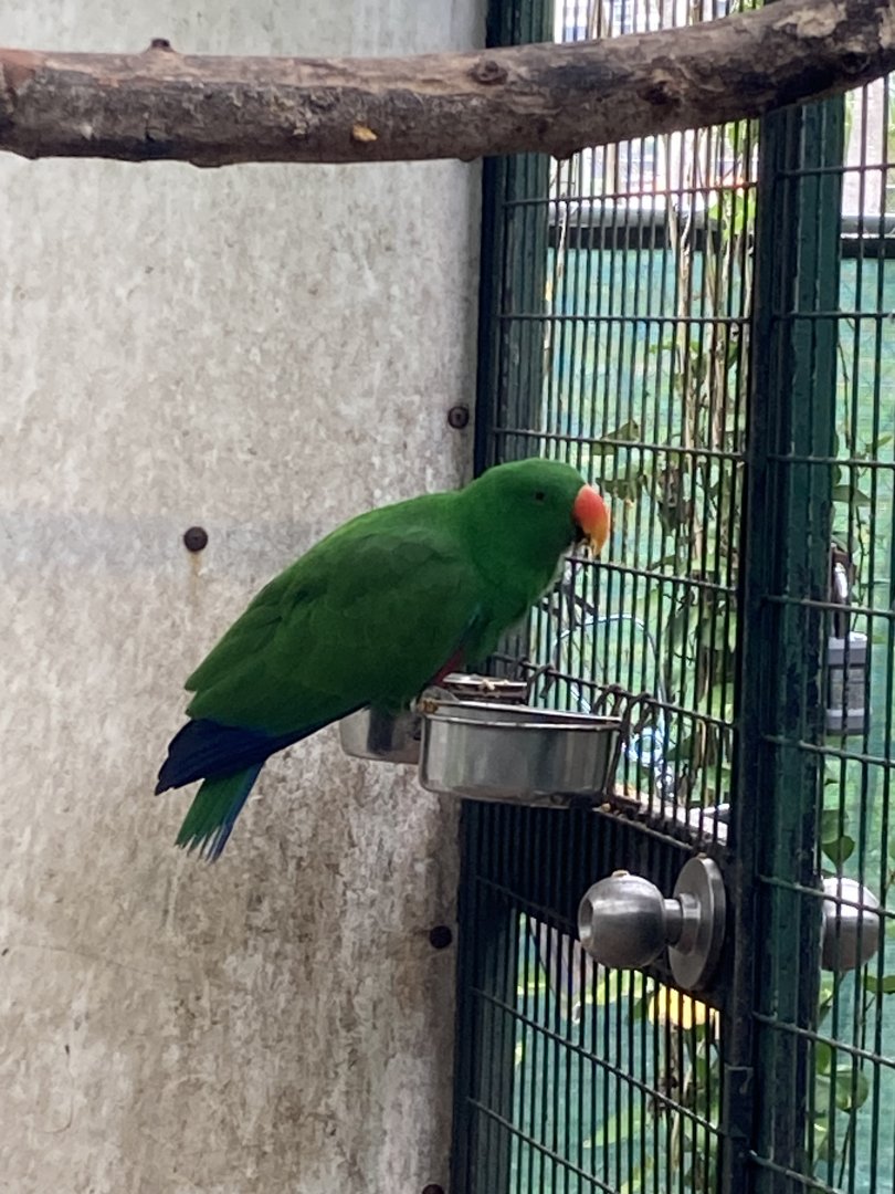 Eclectus Parrot