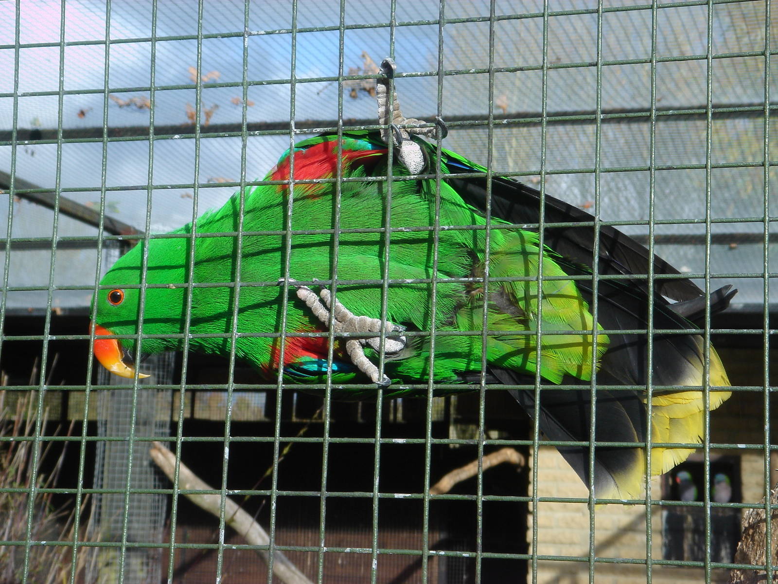 Eclectus Parrot