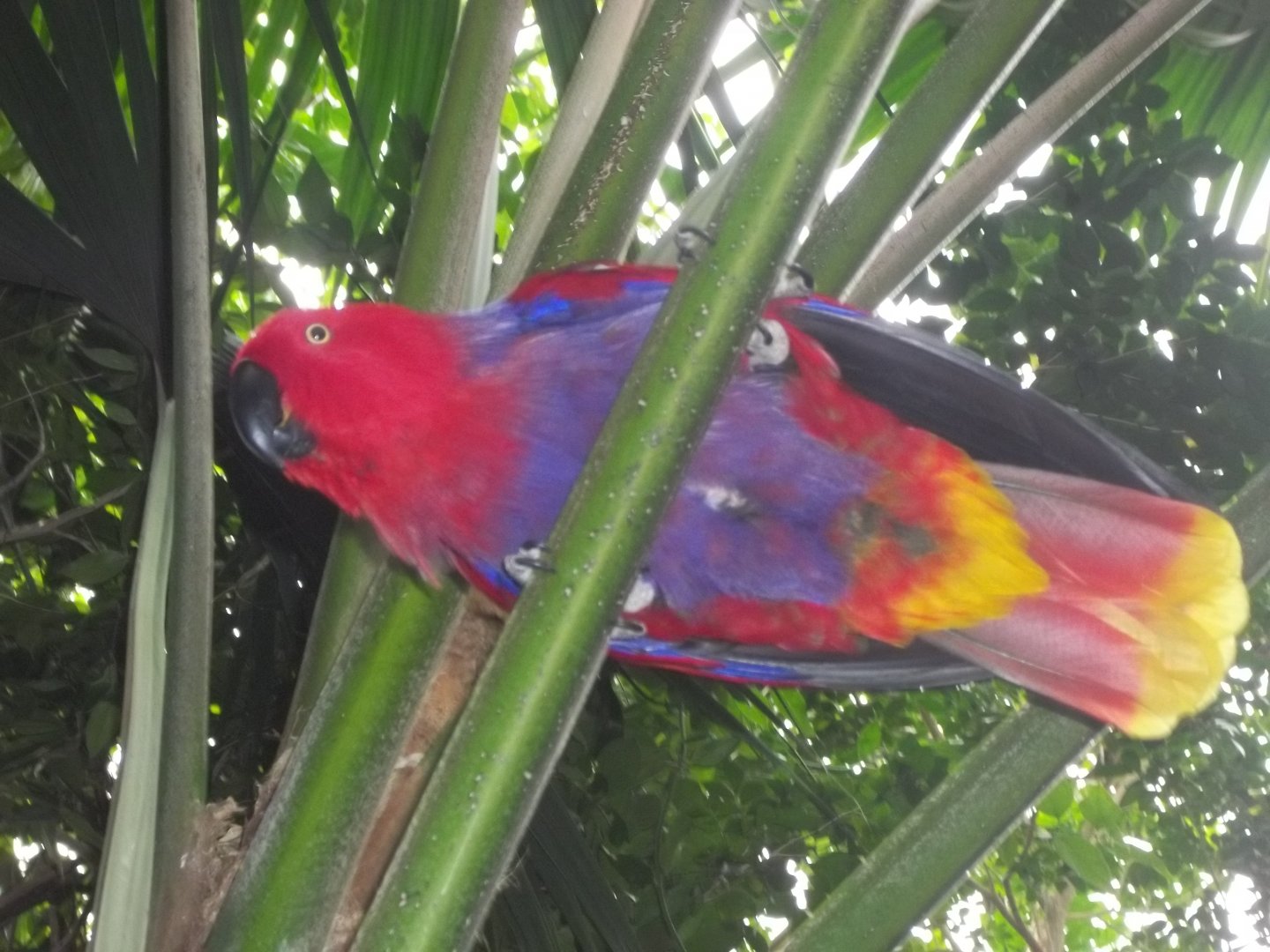 Eclectus Parrot