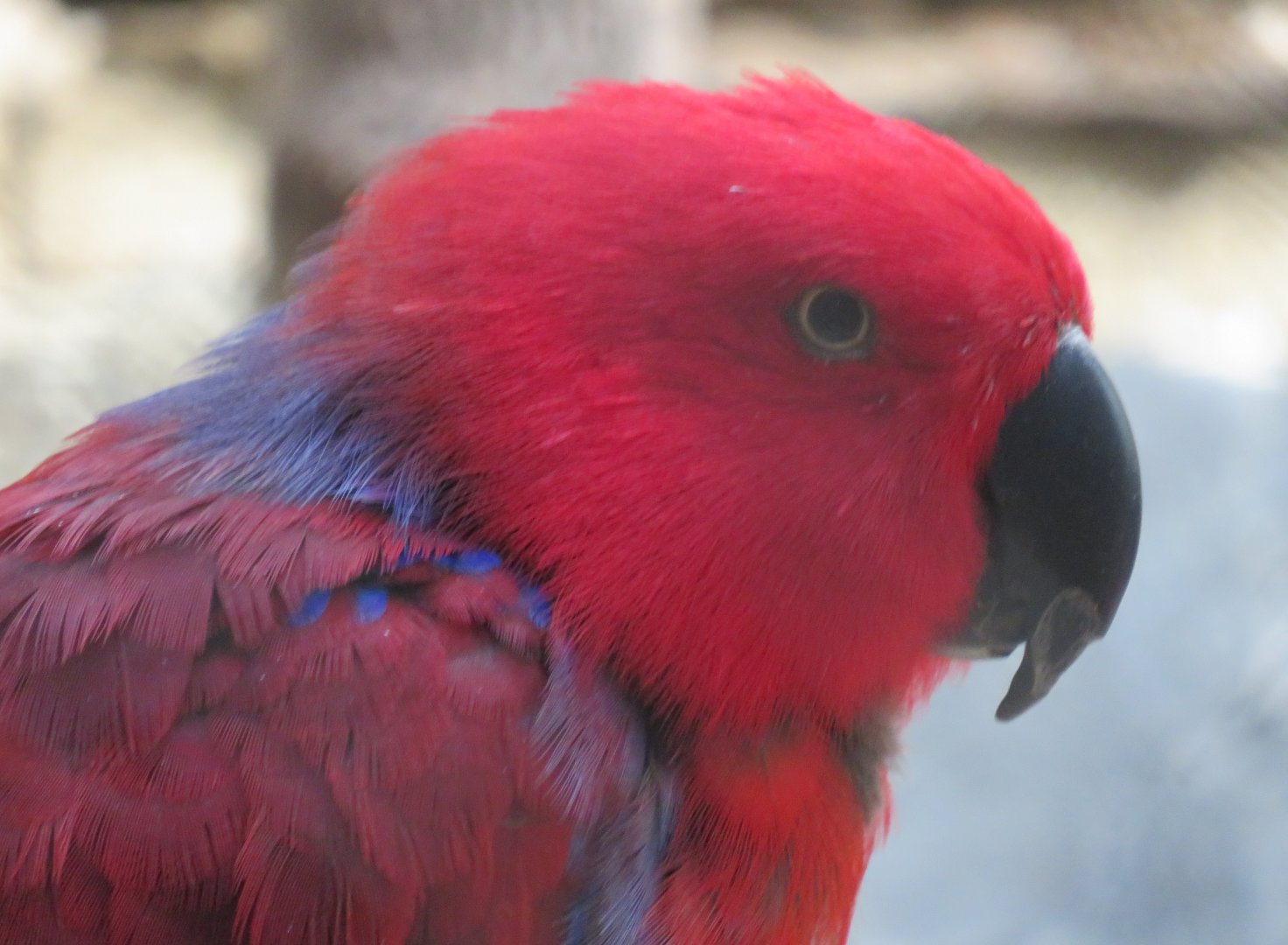 Eclectus parrot