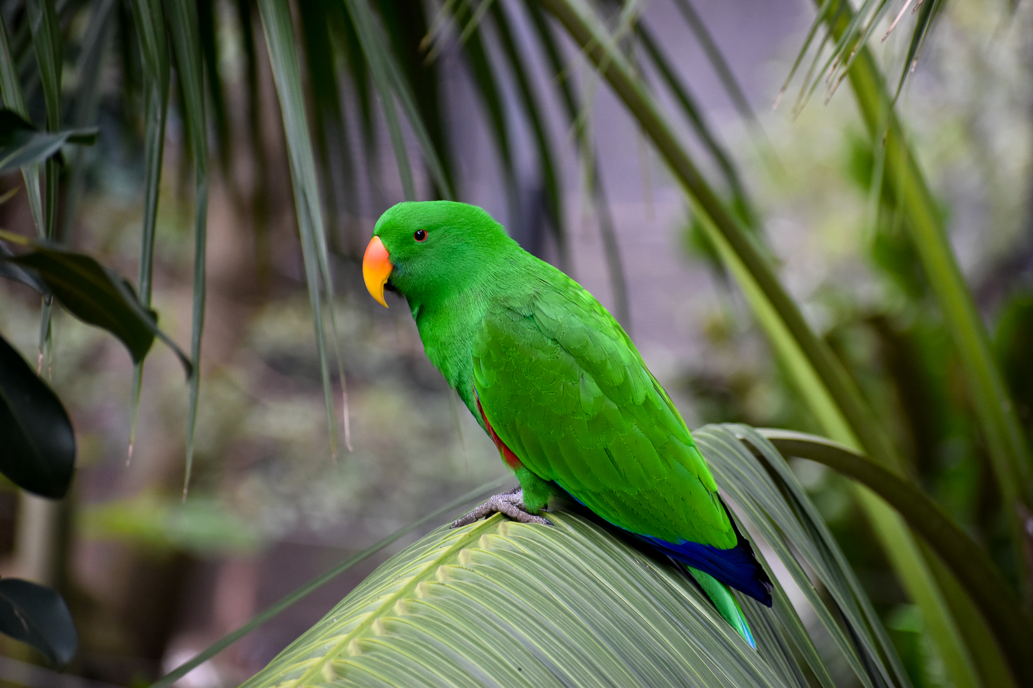 Eclectus Parrot