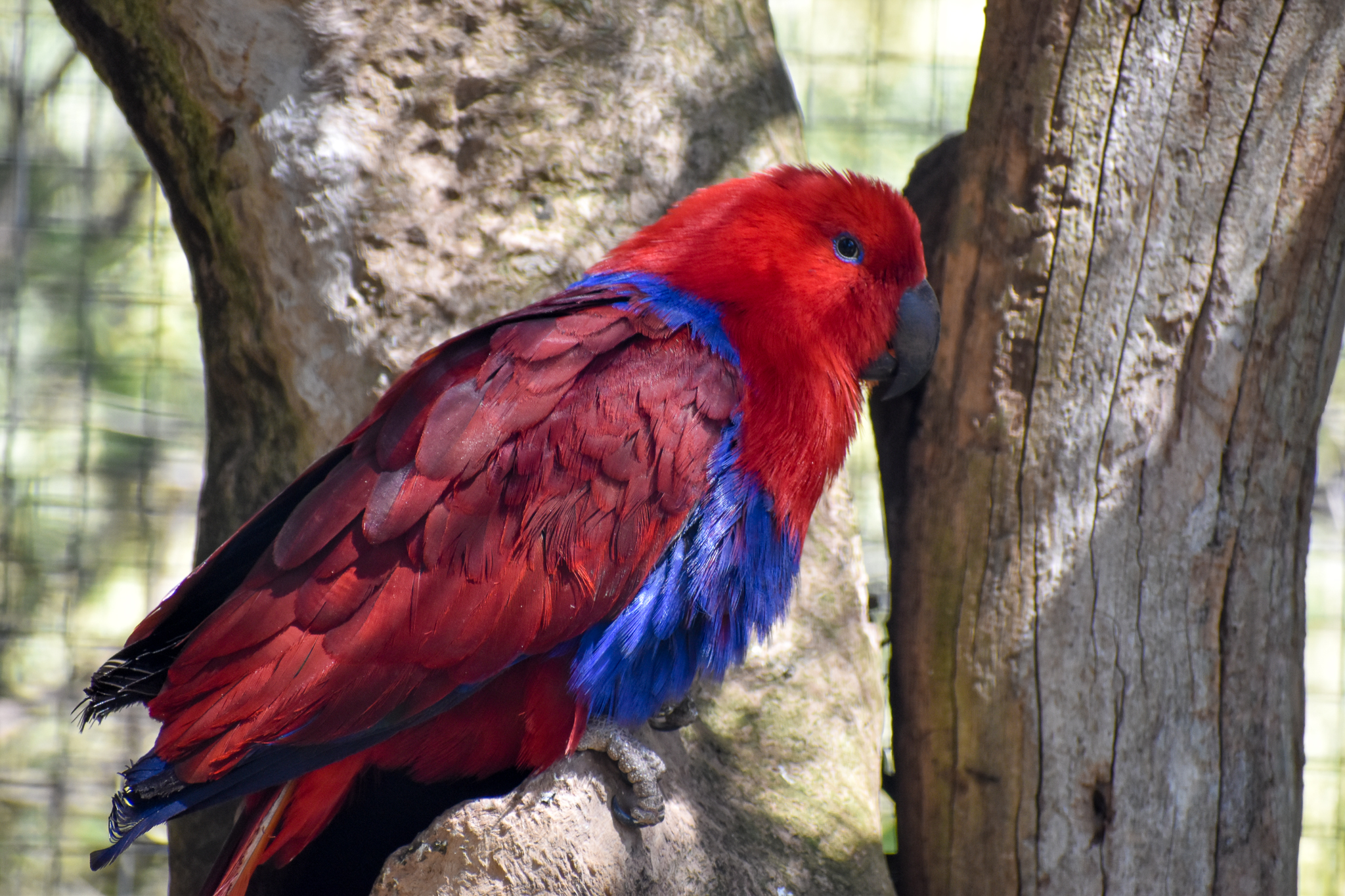 Eclectus Parrot