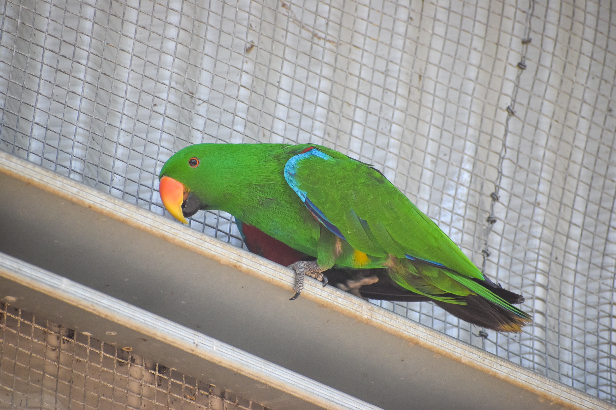 Eclectus Parrot