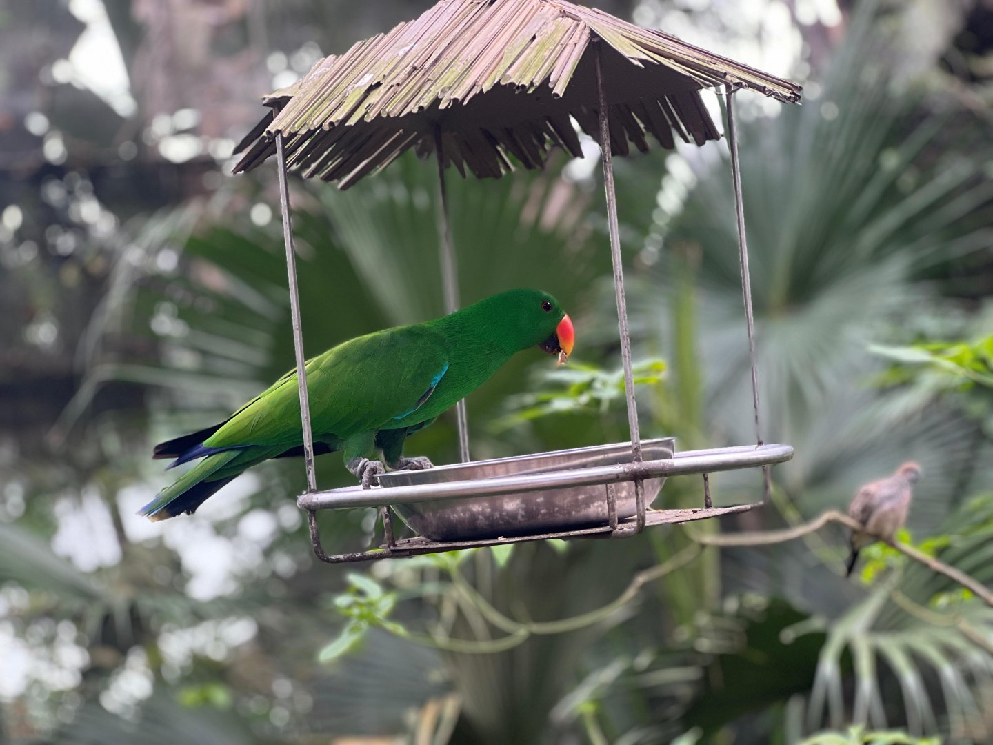 Eclectus parrot