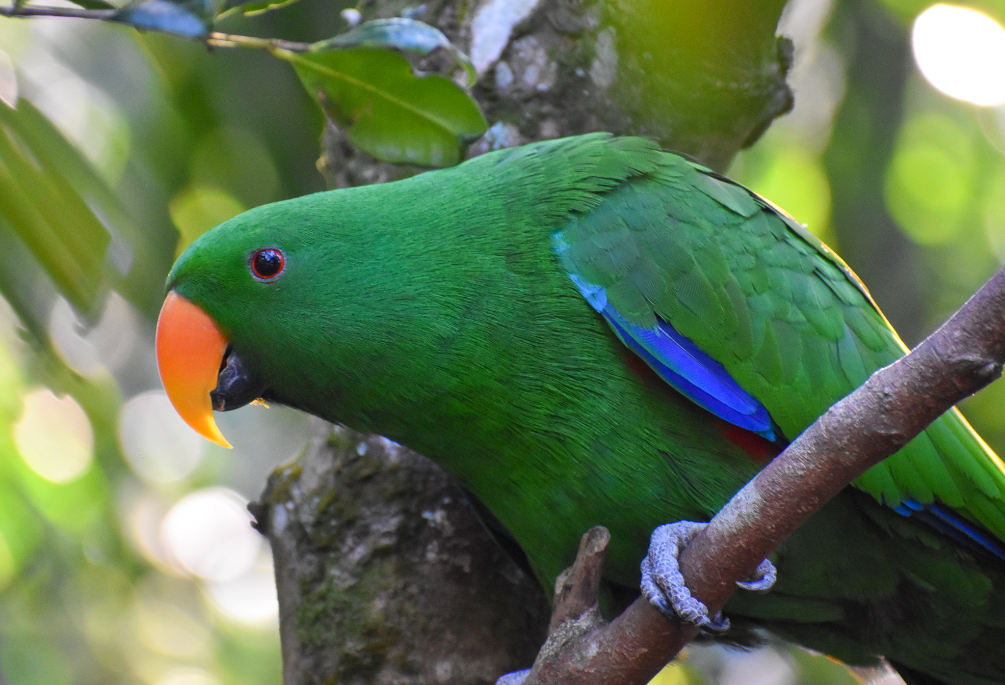 Eclectus Parrot