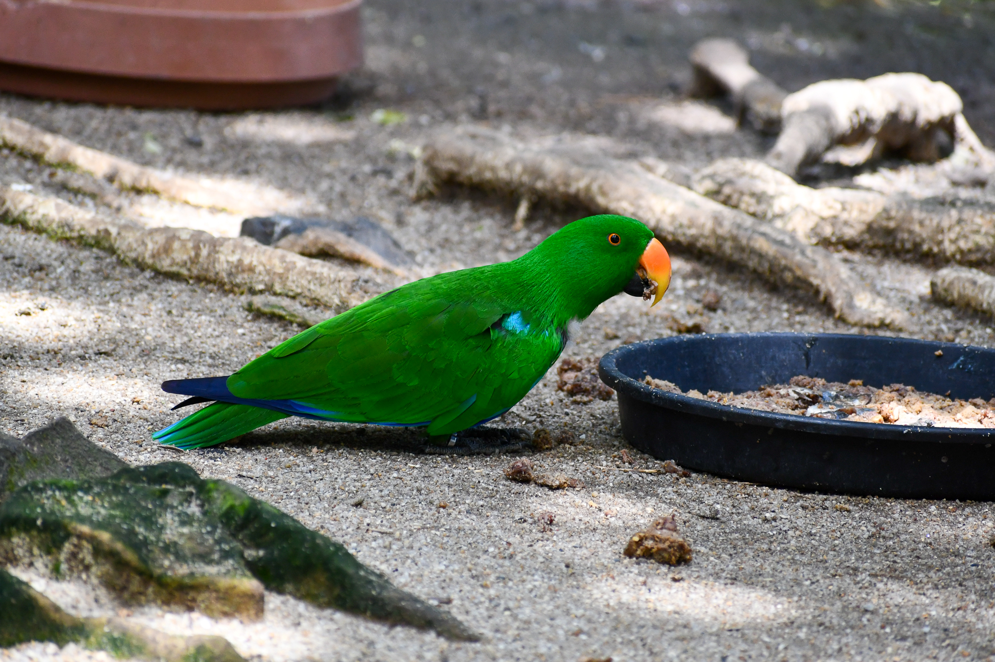 Eclectus Parrot