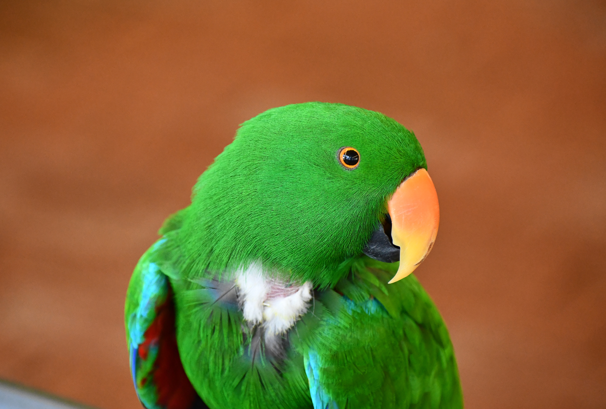 Eclectus Parrot