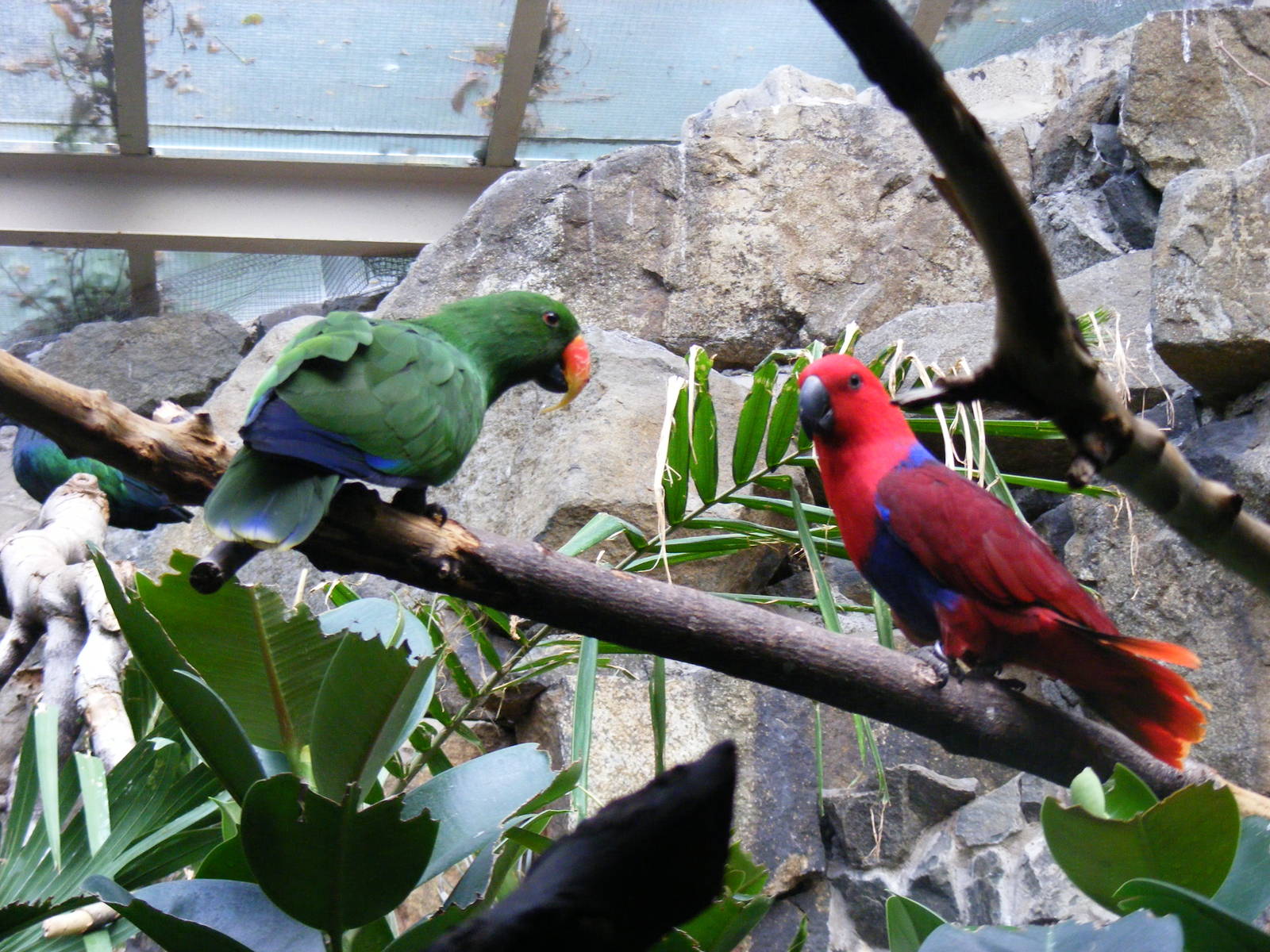 Eclectus parrots at Edinburgh Zoo, 2 October 2010