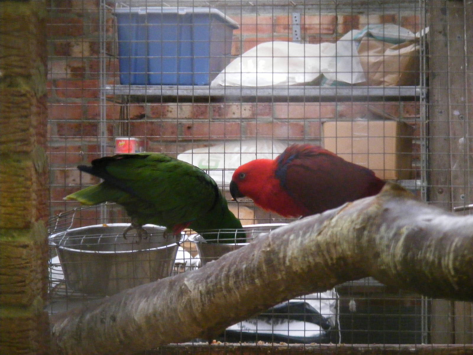 Eclectus parrots at Wingham Wildlife Park, 2 April 2010