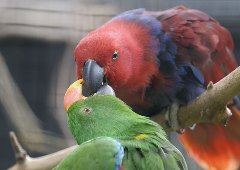 Eclectus parrots courtship feeding