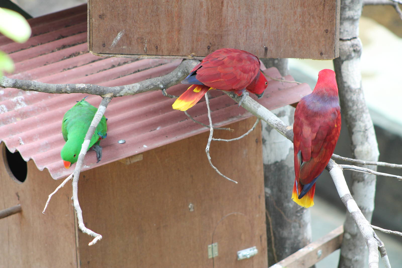 Eclectus Parrots (Eclectus roratus)