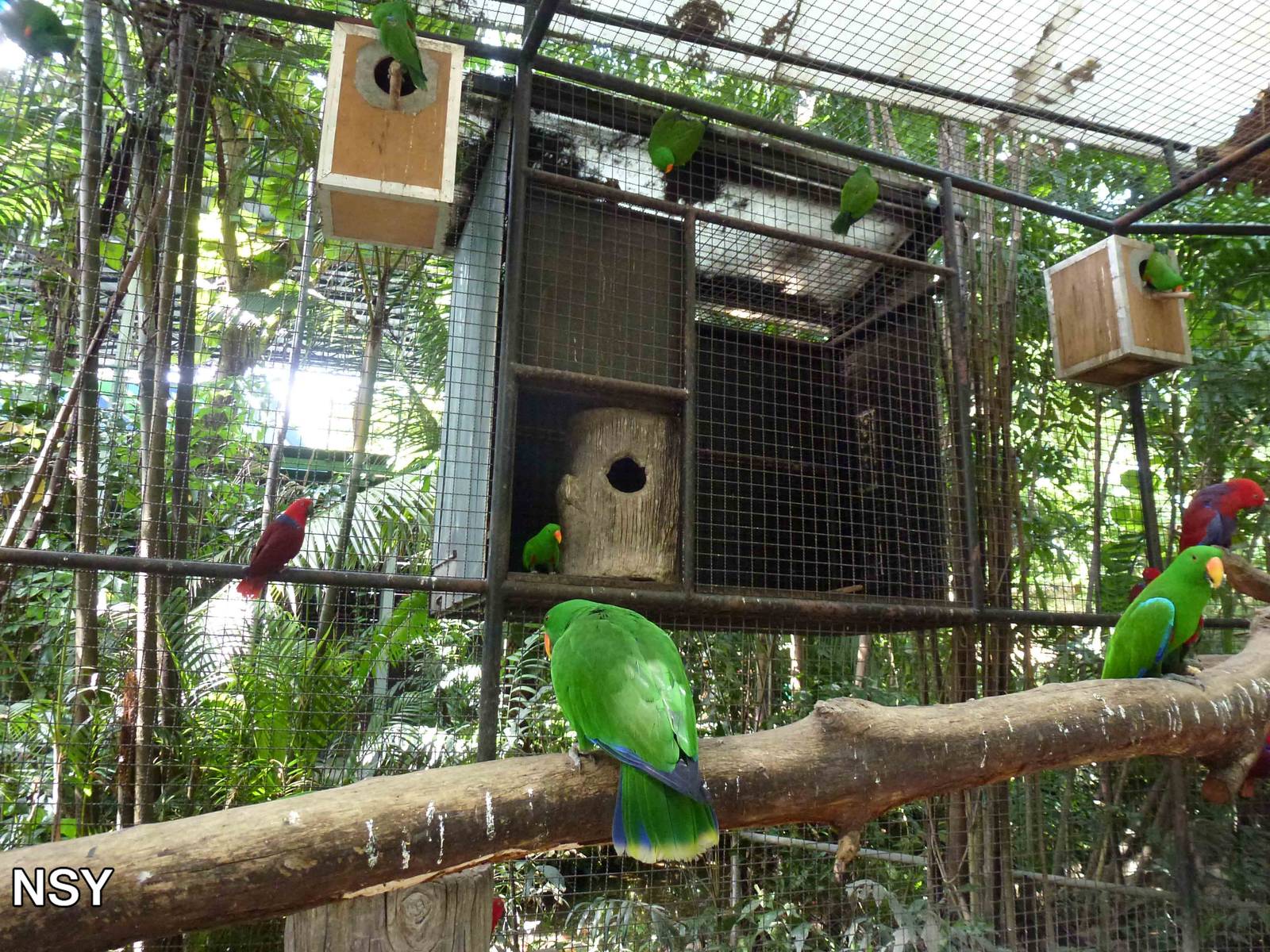Eclectus parrots, June 2013.