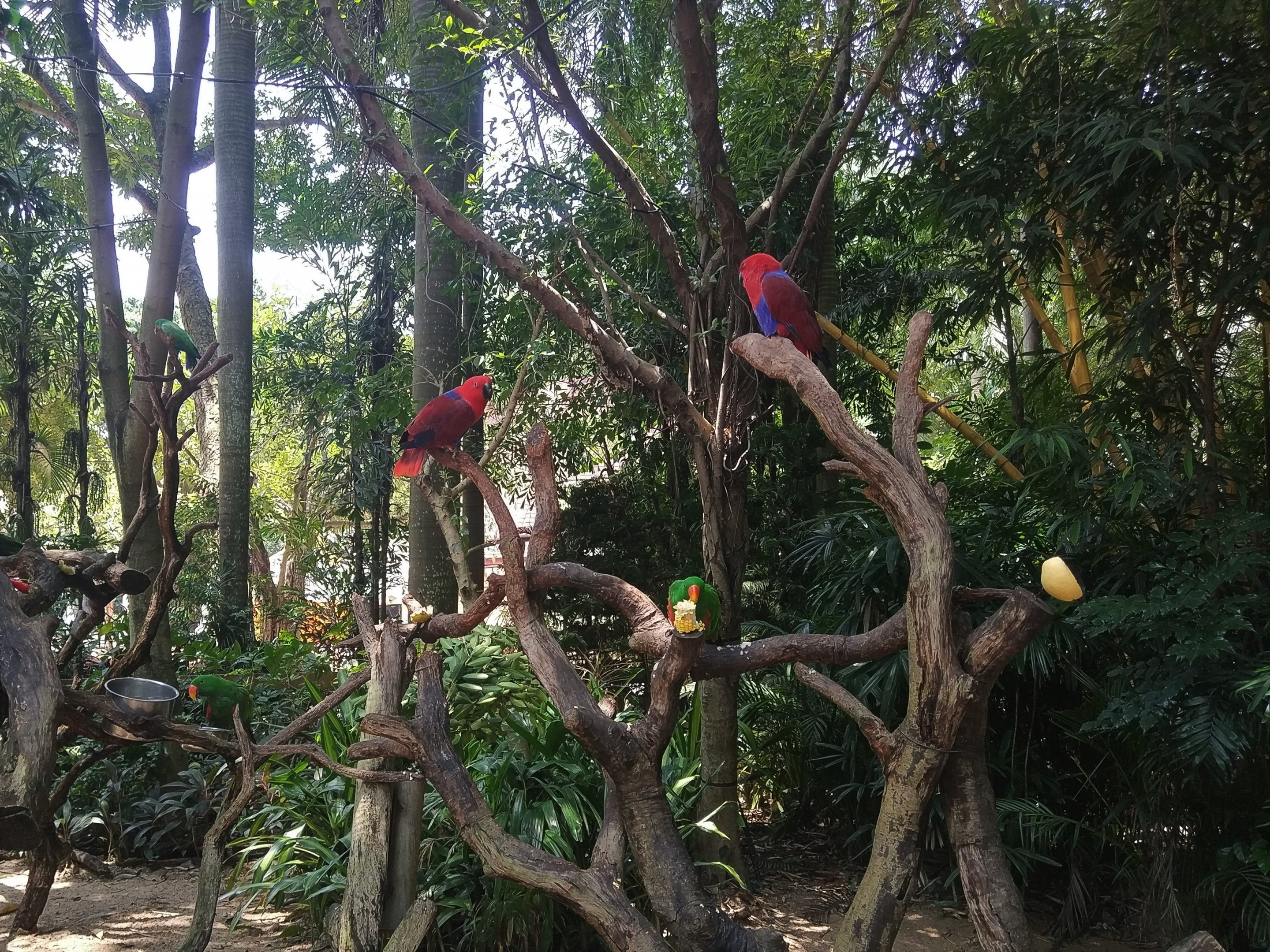 Eclectus Parrots on a Stick