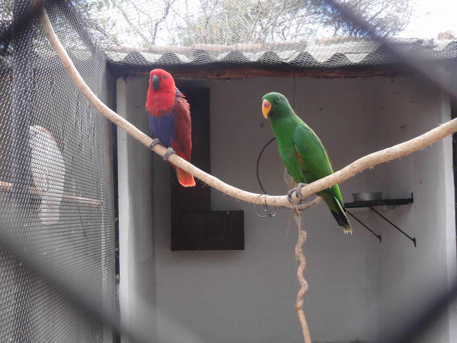 Eclectus Parrots