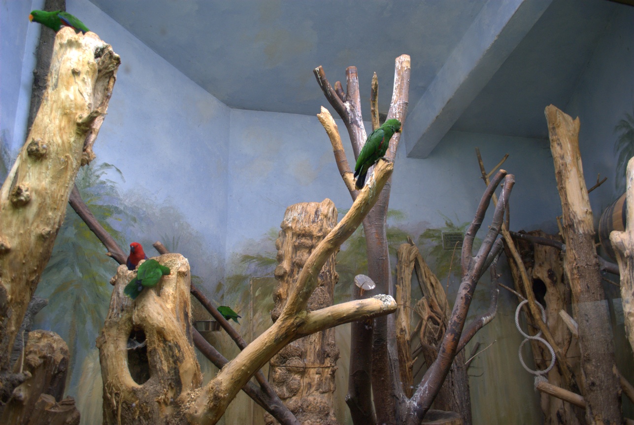 Eclectus Parrots