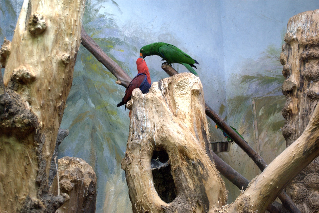 Eclectus Parrots