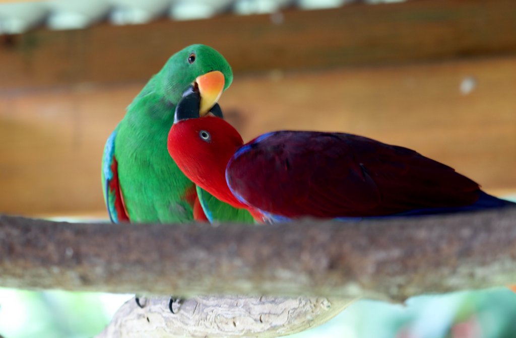 Eclectus Parrots